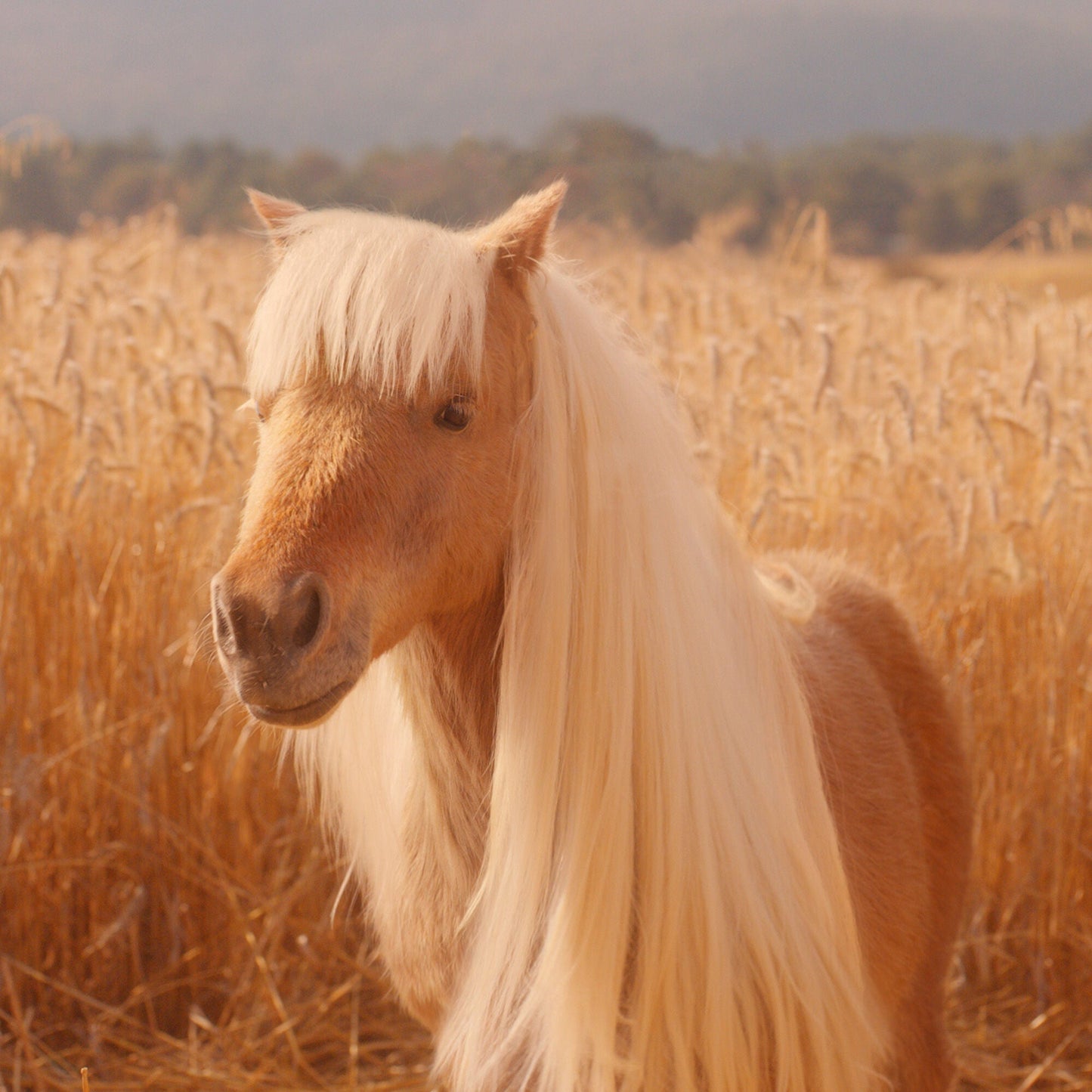 halo-glow-liquid-filter-d6 pony_pdp_2_e2011e9a-b9dd-4967-9b0f-b2fb03df5f80.jpg